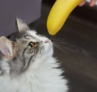 As frutas para gatos nunca devem substituir a ração