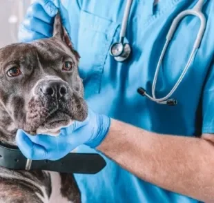 Giárdia em cães: vacina impede disseminação da doença no ambiente