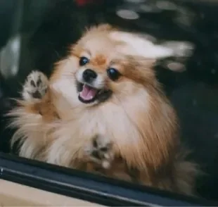 O cachorro com calor fica com a temperatura corporal muito elevada dentro do carro fechado