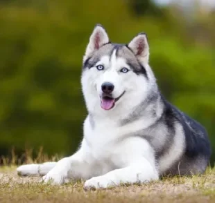 O Husky Siberiano é um cão com personalidade amigável e brincalhona