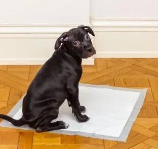 O tapete higiênico para cachorro é muito mais adequado do que o jornal velho