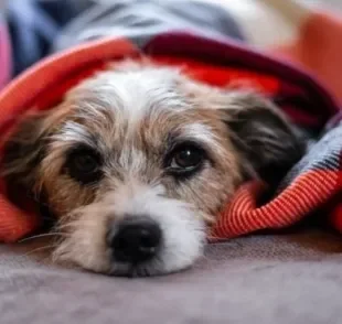 Ao contrair leishmaniose, cachorro tem sua imunidade bastante debilitada