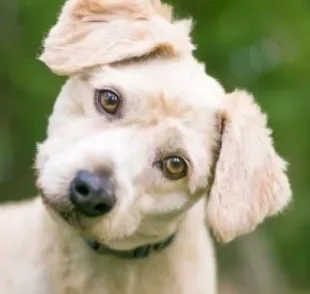 A linguagem canina é repleta de curiosidades e o motivo do cão virar a cabeça ao te ouvir pode surpreender