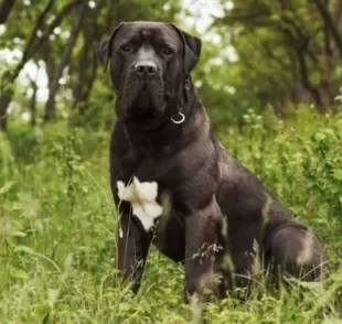 O Mastiff Persa é considerado uma das raças de cachorro mais poderosas do mundo