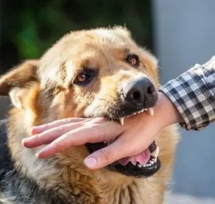 A mordida de cachorro pode causar infecções graves na pessoa atacada