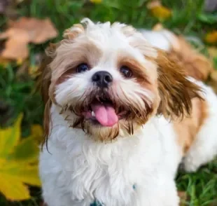 o pedrigree de cachorro é como um certificado de pureza na linhagem do pet