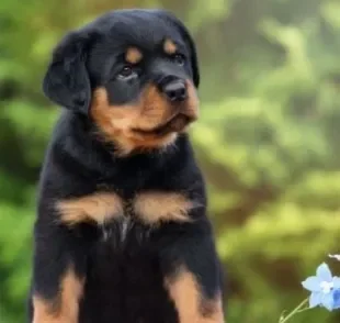O Rottweiler é um cão muito carinhoso e dócil quando recebe uma boa criação