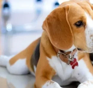 A pancreatite canina é uma doença grave, mas que possui tratamento