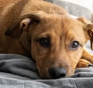 A papilomatose canina é uma doença cutânea que causa verrugas na pele do animal