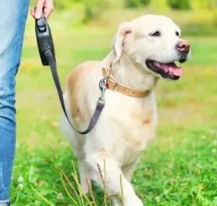 O momento de passear com cachorro pode dizer muito sobre o comportamento animal