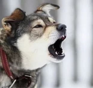 Dentre as razões do por que os cachorros latem pro nada, a audição e olfato apurados são muito comuns