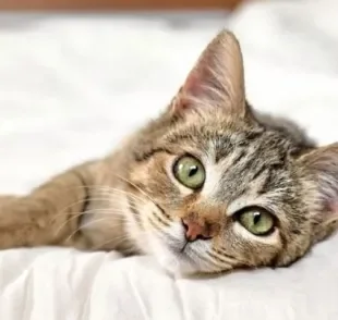 A pif felina é considerada uma das doenças mais graves que podem atingir o gato