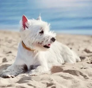 O cachorro pode ir na praia, desde que alguns cuidados sejam tomados