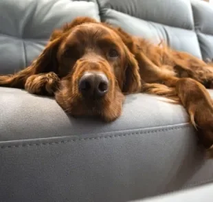 O cachorro vomitando em cima do sofá, carpete ou cama pode ser um comportamento instintivo