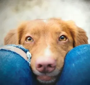 Já se perguntou por que os cachorro cheira as partes íntimas das pessoas? É para conhecê-las melhor!