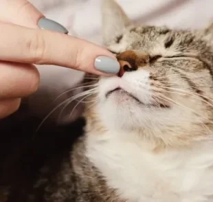 Gato ronronando nem sempre está demonstrando satisfação