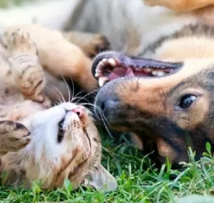 Além de ter ação contra pulgas e carrapatos em cães e gatos, Bravecto também atua na quebra do ciclo de vida dos parasitas