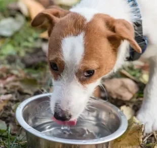 O bebedouro de cachorro pode ser encontrado em diferentes modelos, desde os simples até os mais sofisticados