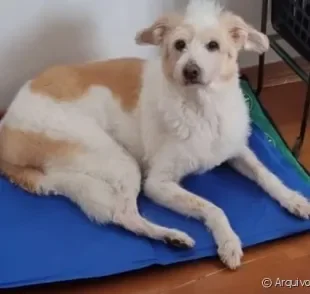 Suzy é uma vira-lata que se adaptou ao tapete gelado para cachorro após um tempo