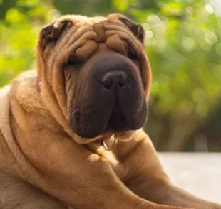 A braquicefalia é uma característica da anatomia de diversas raças de cachorro