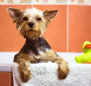 O banho em Yorkshire - filhote ou adulto - não pode ser muito excessivo para não causar alergias no pet