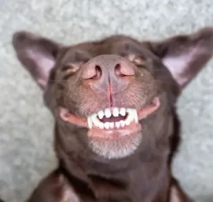 O cachorro sorrindo muitas vezes é associado ao sentimento de felicidade