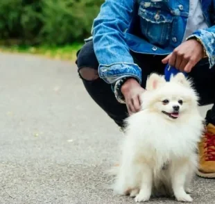 Aprenda como ensinar o cachorro a sentar