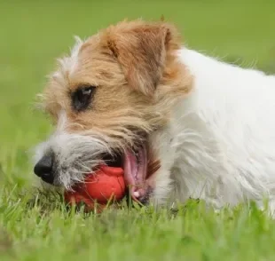  A bola interativa para cachorro é ótima para aliviar o estresse e distrair o animal 