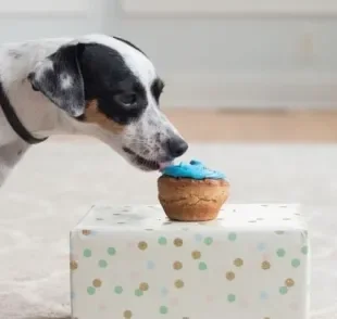 Bolo canino é uma ótima opção de servir frutas para cachorro de maneira criativa