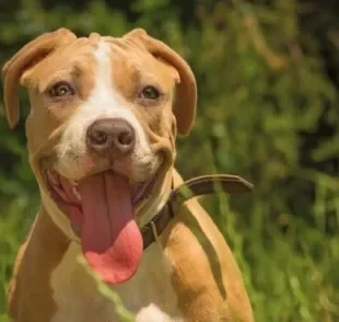 Existem muitos exemplos de cachorro americano que fazem sucesso nos EUA e no mundo todo