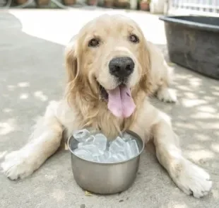 Cachorro com calor: cubinhos de gelo no pote de água ajudam o pet a se refrescar