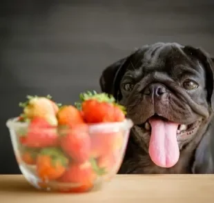 O cachorro pode comer morango em quantidade moderada