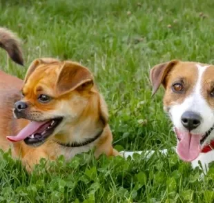 O que não faltam são raças de cachorros que não crescem