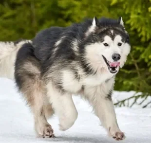 Cachorro que parece lobo: algumas raças possuem essa característica