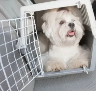 Existem diversos modelos de caixa de transporte para cachorro médio, grande e pequeno