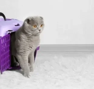 A caixa de transporte para gatos é indispensável para levar o pet no veterinário ou em uma mudança
