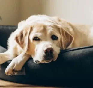 Para adaptar o pet a dormir na cama para cachorro é preciso ter persistência e deixar o local aconchegante