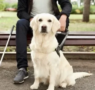 O adestramento de cão-guia para cegos é diferente do treinamento comum