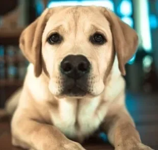 O carvão ativado para cachorro é conhecido por sua capacidade de absorção de toxinas