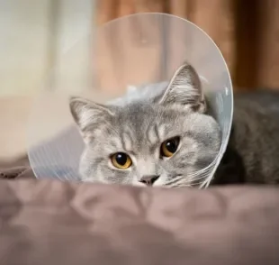  A castração em gatos aumenta a qualidade de vida do animal 