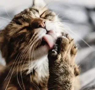 A bola de pelo em gato costuma ser expelida naturalmente, mas algumas coisas podem ajudar no processo