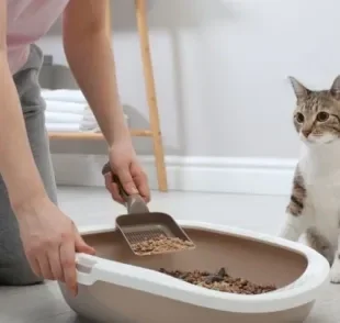  A caixa de areia do gato precisa ser limpa regularmente 