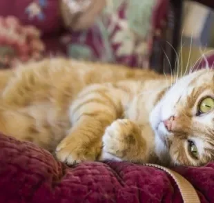 As dicas de como tirar pelo de gato das roupas vão te ajudar bastante na rotina