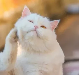 Não existe teste para diagnosticar dermatite atópica em gatos, apenas consulta com um profissional 