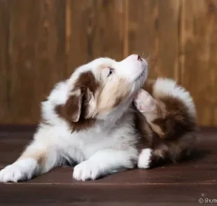 A dermatite em cachorro se manifesta principalmente com coceira constante e incômoda