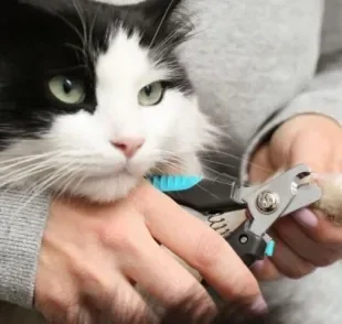 Cortar as unhas do gato é um cuidado que melhora a qualidade de vida do pet