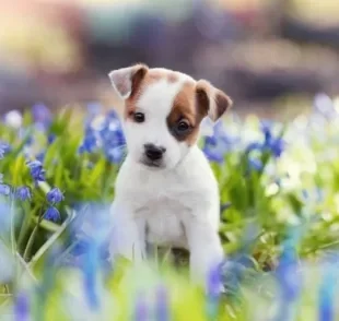 As fotos de cachorros filhotes deixam qualquer um com o coração quentinho, mas você sabe como cuidar de um?