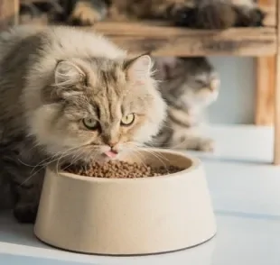 Os gatos sentem calor e isso pode impactar na alimentação do pet