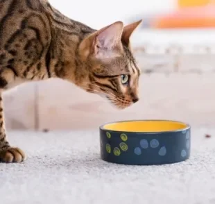 O gato emagrecendo do nada provavelmente não está se alimentando do jeito certo
