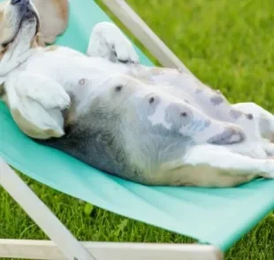  A gestação de cachorro é um período delicado que requer a atenção e cuidado do tutor 